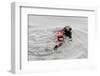 Southrn Sea Otter-Hal Beral-Framed Photographic Print