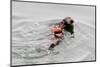 Southrn Sea Otter-Hal Beral-Mounted Photographic Print