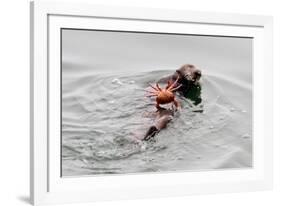 Southrn Sea Otter-Hal Beral-Framed Photographic Print