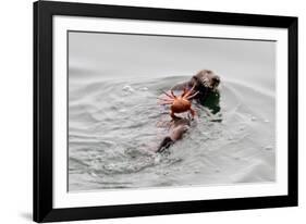 Southrn Sea Otter-Hal Beral-Framed Photographic Print