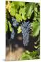 Southwest Australia, Margaret River Wine Region, Vineyard-Walter Bibikow-Mounted Premium Photographic Print