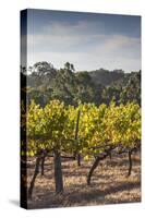 Southwest Australia, Margaret River Wine Region, Vineyard-Walter Bibikow-Stretched Canvas