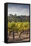 Southwest Australia, Margaret River Wine Region, Vineyard-Walter Bibikow-Framed Stretched Canvas