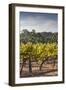 Southwest Australia, Margaret River Wine Region, Vineyard-Walter Bibikow-Framed Photographic Print