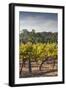 Southwest Australia, Margaret River Wine Region, Vineyard-Walter Bibikow-Framed Photographic Print