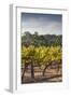 Southwest Australia, Margaret River Wine Region, Vineyard-Walter Bibikow-Framed Photographic Print