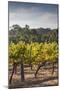 Southwest Australia, Margaret River Wine Region, Vineyard-Walter Bibikow-Mounted Photographic Print