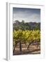Southwest Australia, Margaret River Wine Region, Vineyard-Walter Bibikow-Framed Photographic Print