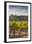 Southwest Australia, Margaret River Wine Region, Vineyard-Walter Bibikow-Framed Photographic Print