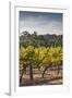 Southwest Australia, Margaret River Wine Region, Vineyard-Walter Bibikow-Framed Photographic Print