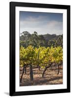 Southwest Australia, Margaret River Wine Region, Vineyard-Walter Bibikow-Framed Photographic Print