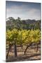 Southwest Australia, Margaret River Wine Region, Vineyard-Walter Bibikow-Mounted Photographic Print