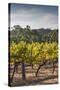 Southwest Australia, Margaret River Wine Region, Vineyard-Walter Bibikow-Stretched Canvas