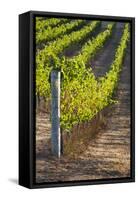 Southwest Australia, Margaret River Wine Region, Vineyard-Walter Bibikow-Framed Stretched Canvas