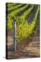 Southwest Australia, Margaret River Wine Region, Vineyard-Walter Bibikow-Stretched Canvas