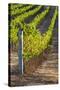 Southwest Australia, Margaret River Wine Region, Vineyard-Walter Bibikow-Stretched Canvas