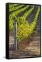 Southwest Australia, Margaret River Wine Region, Vineyard-Walter Bibikow-Framed Stretched Canvas