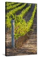 Southwest Australia, Margaret River Wine Region, Vineyard-Walter Bibikow-Stretched Canvas