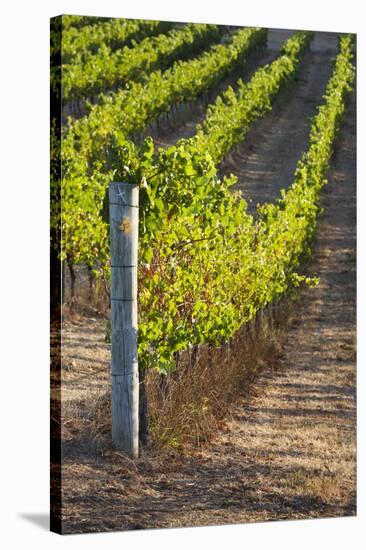 Southwest Australia, Margaret River Wine Region, Vineyard-Walter Bibikow-Stretched Canvas