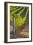 Southwest Australia, Margaret River Wine Region, Vineyard-Walter Bibikow-Framed Photographic Print