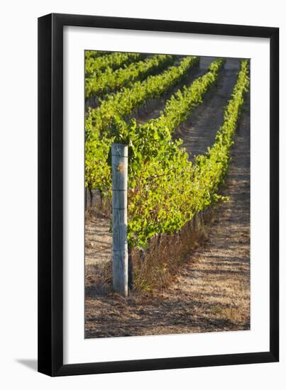 Southwest Australia, Margaret River Wine Region, Vineyard-Walter Bibikow-Framed Photographic Print