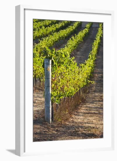 Southwest Australia, Margaret River Wine Region, Vineyard-Walter Bibikow-Framed Photographic Print