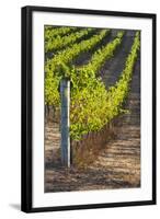 Southwest Australia, Margaret River Wine Region, Vineyard-Walter Bibikow-Framed Photographic Print