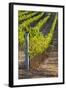 Southwest Australia, Margaret River Wine Region, Vineyard-Walter Bibikow-Framed Photographic Print