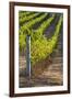 Southwest Australia, Margaret River Wine Region, Vineyard-Walter Bibikow-Framed Photographic Print