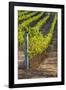 Southwest Australia, Margaret River Wine Region, Vineyard-Walter Bibikow-Framed Photographic Print