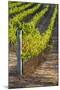 Southwest Australia, Margaret River Wine Region, Vineyard-Walter Bibikow-Mounted Photographic Print