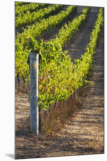 Southwest Australia, Margaret River Wine Region, Vineyard-Walter Bibikow-Mounted Premium Photographic Print