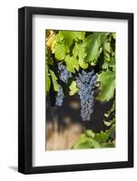 Southwest Australia, Margaret River Wine Region, Vineyard-Walter Bibikow-Framed Photographic Print