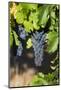 Southwest Australia, Margaret River Wine Region, Vineyard-Walter Bibikow-Mounted Photographic Print