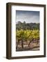 Southwest Australia, Margaret River Wine Region, Vineyard-Walter Bibikow-Framed Photographic Print