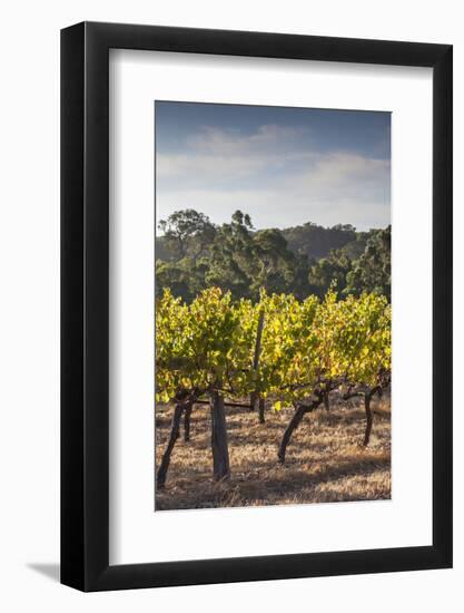 Southwest Australia, Margaret River Wine Region, Vineyard-Walter Bibikow-Framed Photographic Print