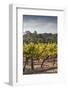 Southwest Australia, Margaret River Wine Region, Vineyard-Walter Bibikow-Framed Photographic Print