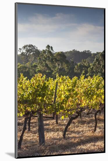 Southwest Australia, Margaret River Wine Region, Vineyard-Walter Bibikow-Mounted Photographic Print