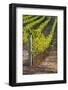 Southwest Australia, Margaret River Wine Region, Vineyard-Walter Bibikow-Framed Photographic Print