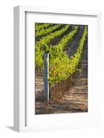 Southwest Australia, Margaret River Wine Region, Vineyard-Walter Bibikow-Framed Photographic Print