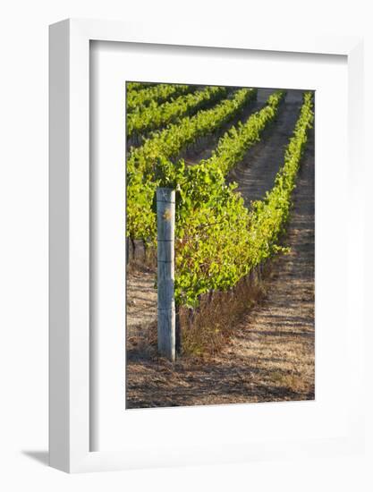 Southwest Australia, Margaret River Wine Region, Vineyard-Walter Bibikow-Framed Photographic Print