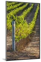 Southwest Australia, Margaret River Wine Region, Vineyard-Walter Bibikow-Mounted Photographic Print