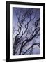 Southwest Australia, Prevelly, Surfers Point, Tree Silhouettes, Dusk-Walter Bibikow-Framed Photographic Print