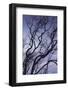 Southwest Australia, Prevelly, Surfers Point, Tree Silhouettes, Dusk-Walter Bibikow-Framed Photographic Print