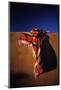Southwest Blanket on Adobe Wall-Jim Zuckerman-Mounted Photographic Print