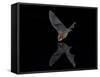 Southwestern Myotis (Myotis Auriculus) in Flight About to Take a Drink-James Hager-Framed Stretched Canvas