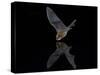 Southwestern Myotis (Myotis Auriculus) in Flight About to Take a Drink-James Hager-Stretched Canvas