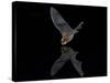 Southwestern Myotis (Myotis Auriculus) in Flight About to Take a Drink-James Hager-Stretched Canvas