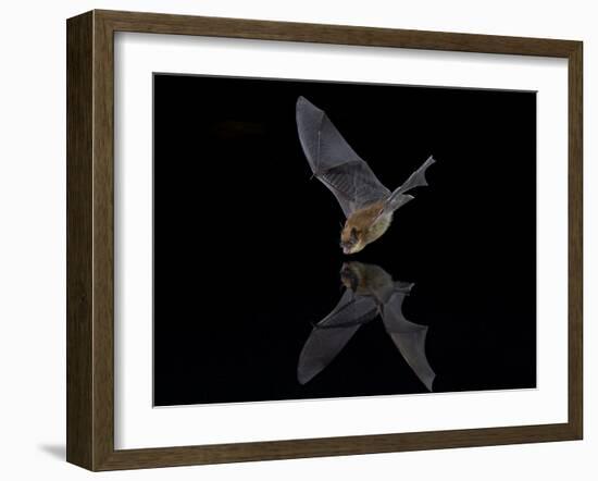 Southwestern Myotis (Myotis Auriculus) in Flight About to Take a Drink-James Hager-Framed Photographic Print