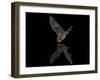 Southwestern Myotis (Myotis Auriculus) in Flight About to Take a Drink-James Hager-Framed Photographic Print